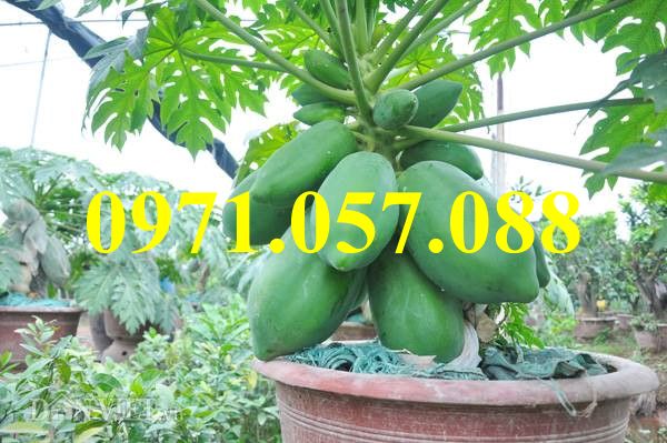 Cây giống đu đủ thái